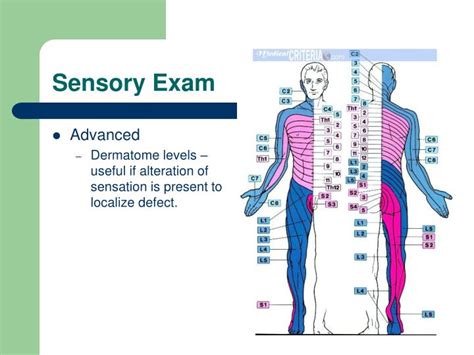 opposite of soft in a sensory test|sensory anatomy.